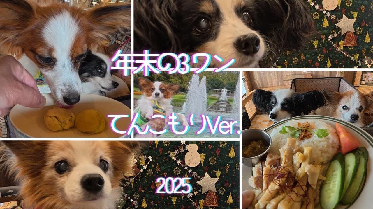 2025年相模原公園散歩したり、ワンライフカフェさんにおじゃましたり、3ワン満喫です＾＾