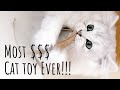 Most Expensive Cat Toy Ever! British Longhair Kitten Destroys!