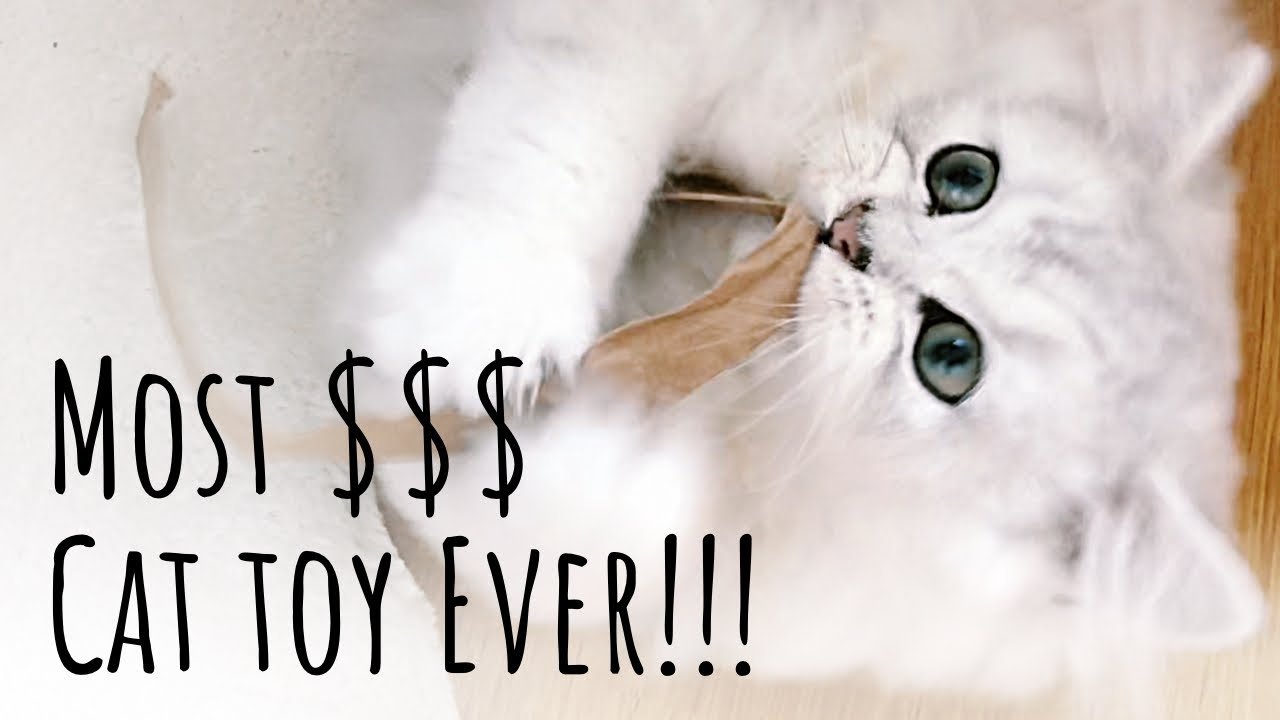Most Expensive Cat Toy Ever! British Longhair Kitten Destroys! YouTube