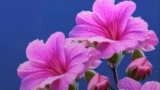 Сардар вместе с детьми поздравляет свою маму.8 марта – Женский день.