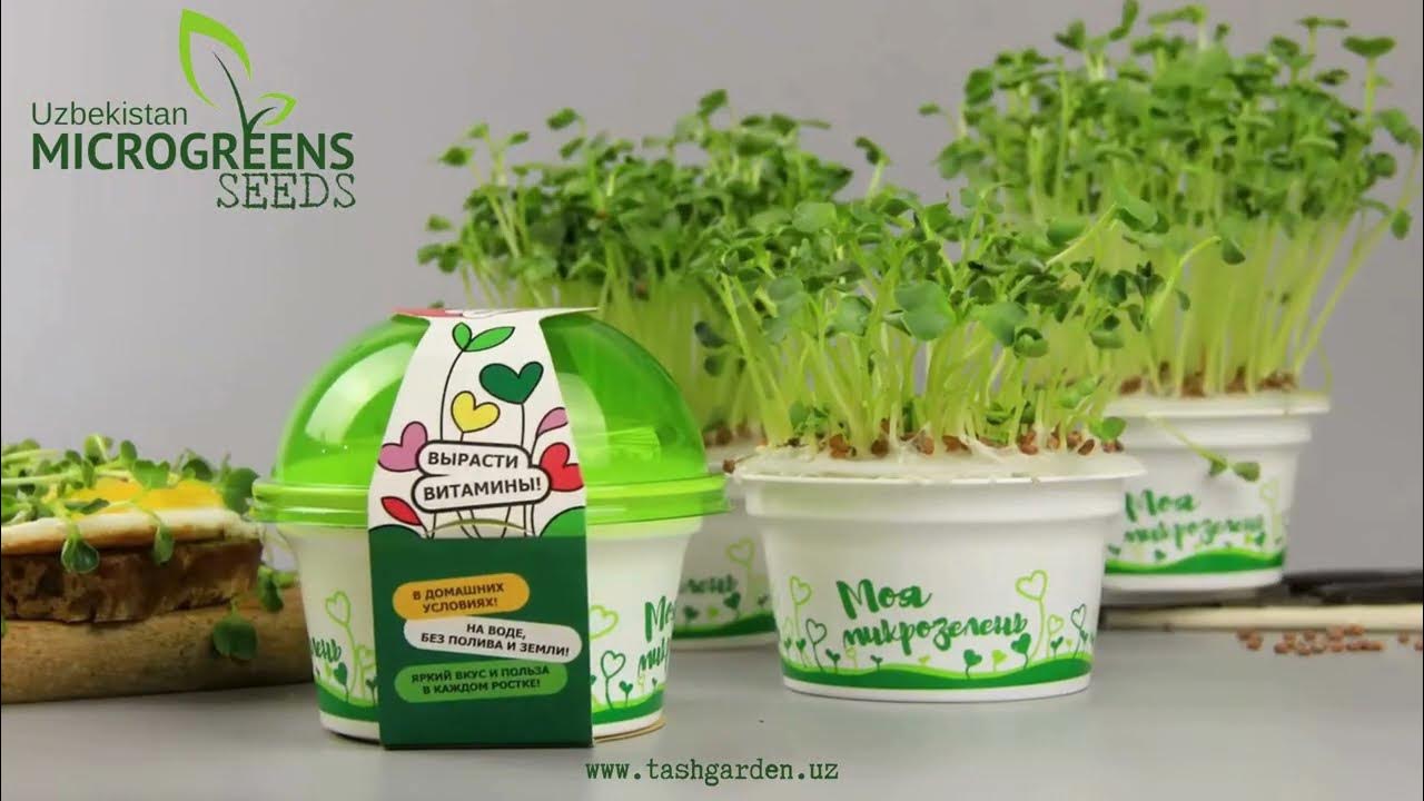MICROGREENS GERMINATION KIT/ НАБОР ДЛЯ ПРОРАЩИВАНИЯ МИКРОЗЕЛЕНИ - YouTube
