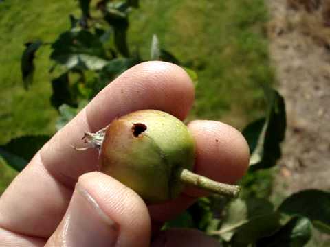 Video: Apple Fruit Sawfly