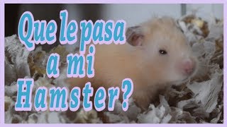 Por qué mi Hamster Chilla? 6 Razones