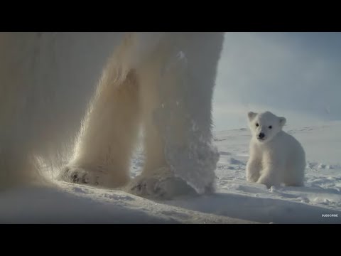 Polar Bear Helps Film Her Own Cub | BBC Earth