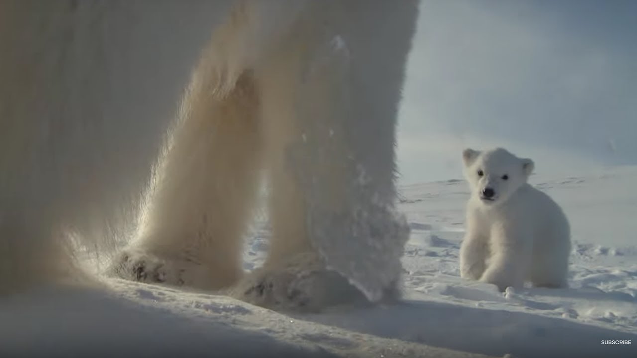 ⁣Polar Bear Helps Film Her Own Cub | BBC Earth