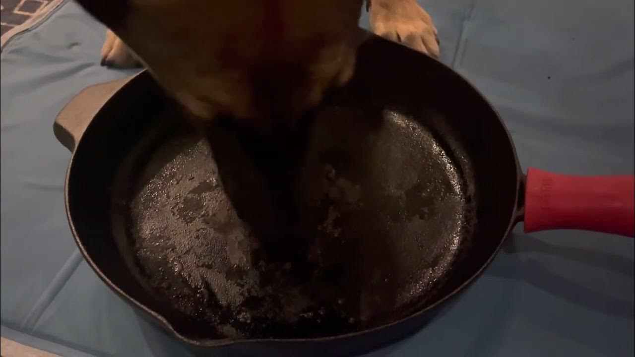 Lola licking off hamburger meat and grease from cast iron skillet asmr
