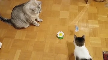 Cat Toys-Electric Rotating Butterfly