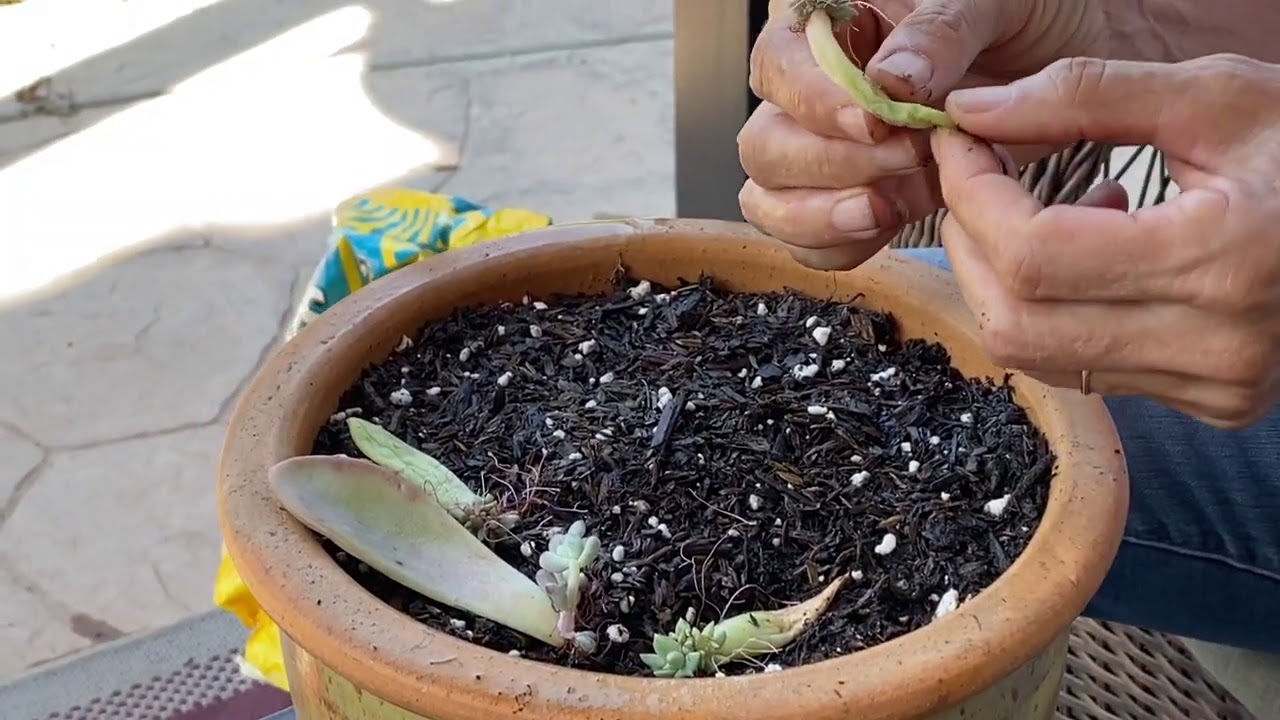 Finally Placing My Propagated Succulent Leaves onto Some Soil