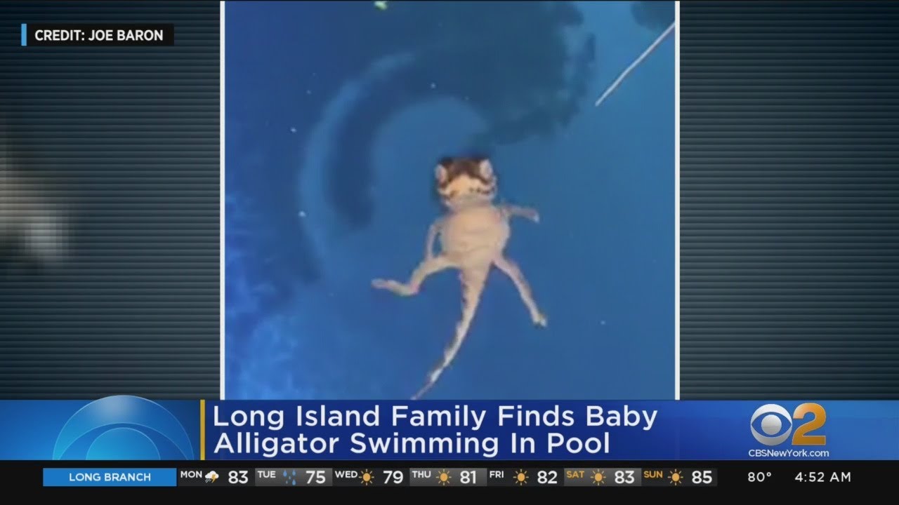 Baby Alligator Found In LI Family's Pool