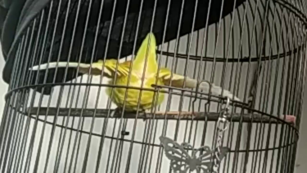 Ciri-ciri Lovebird sedang birahi tinggi 