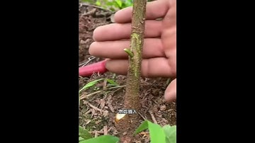 秋季万能嫁接技术。Autumn universal grafting technology