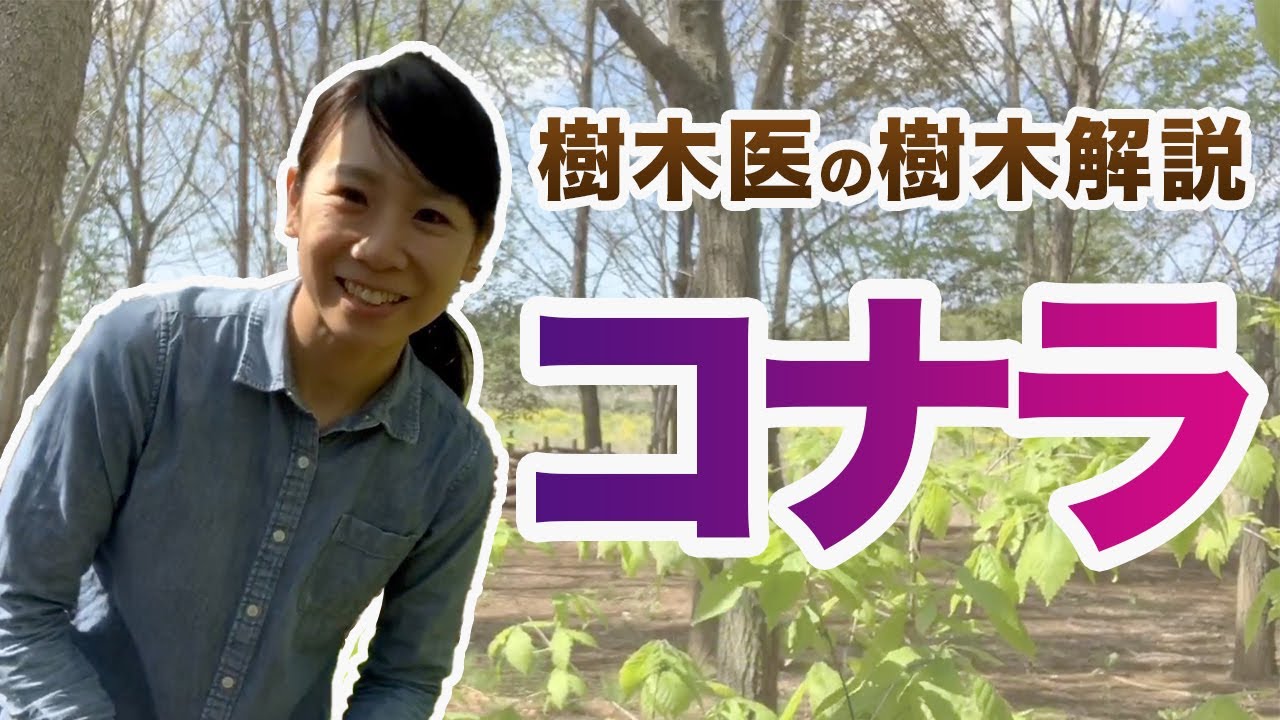 Tree Introduction Series] Part 2: Konara (Quercus serrata) (COVID