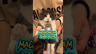 MacamMacam Suara Kucing lucu#cat #shortsfeed #short #kucing