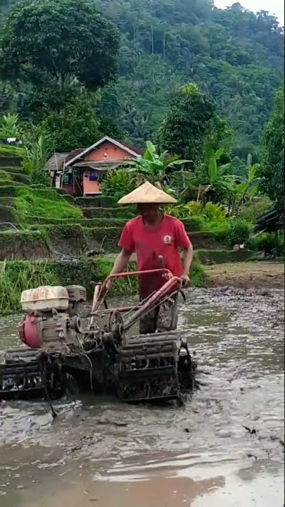 suasana kerja petani di desa. #suasanapedesaan #petani #sawah