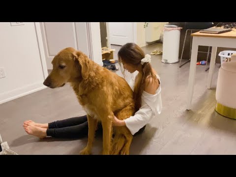 여자 혼자 대형견 키우면 생기는일 A Day In The Life Of A Girl Who Has A Dog As Big As Her 