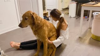 여자 혼자 대형견 키우면 생기는일..? A day in the life of a girl who has a dog as big as her🐕