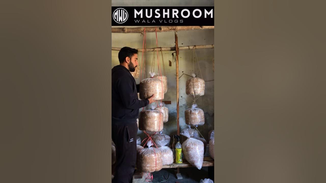 Oyster mushroom ki kheti kaise karte hai shorts oystermushroom 