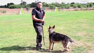 Increasing FOOD DRIVE! | Shield K9 Clips