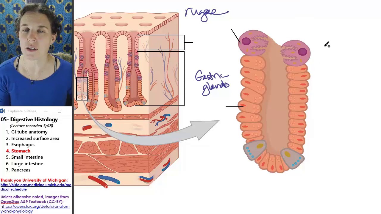 camera iphone 8 plus apk histology of Stomach