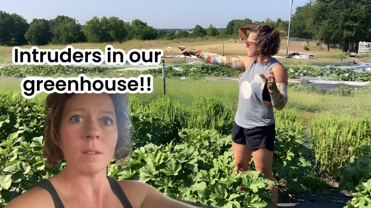 Intruders on the farm!!! - YouTube