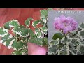Мои пестролистные пеларгонии ( Герани ) / Комнатные цветы