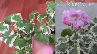 видео: Мои пестролистные пеларгонии ( Герани ) / Комнатные цветы картинка: Мои пестролистные пеларгонии ( Герани ) / Комнатные цветы
