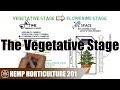 What to do in the vegetative stage