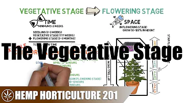 How long do you leave in vegetative stage?