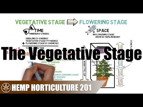 What To Do In The Vegetative Stage