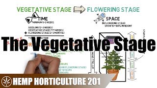 What To Do In The Vegetative Stage Resimi