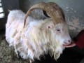 feeding male goat w/ large, thick horns- Iceland