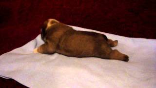 English Bulldog Male Puppy ( Aiden )