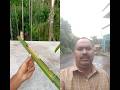 Bamboo creations with new Slingshots #bamboo #Diy #toy #diy #diycrafts #bambooart #slingshots