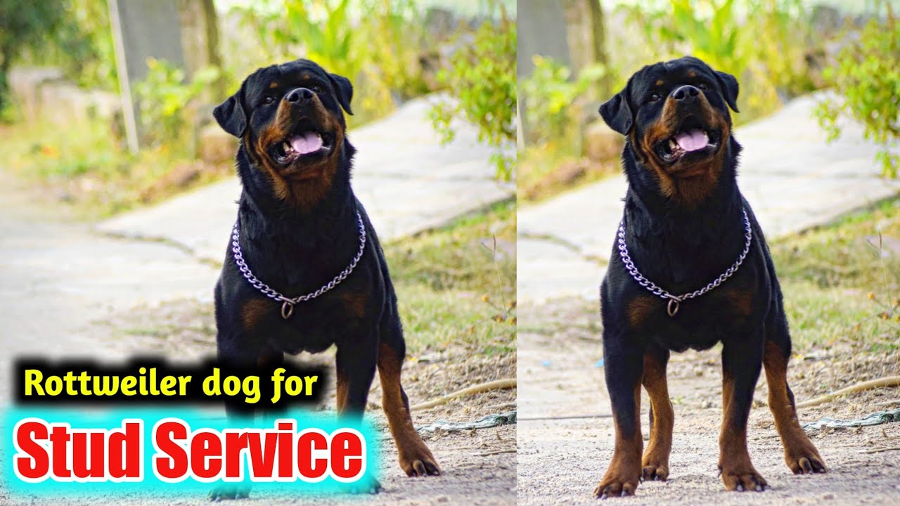 top quality Rottweiler dog for stud service in karimnagar in telugu