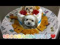 【小太郎・小梅】シーズー&ダックスのミックス犬　小太郎9歳の誕生日をお祝いしました