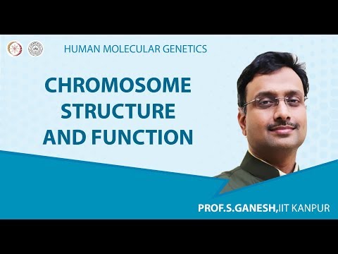 Chromosome Structure and Function