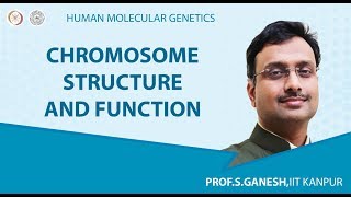 Chromosome Structure and Function