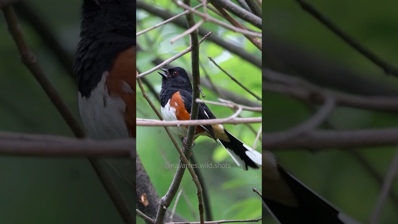 Eastern Towhee Calling Sounds