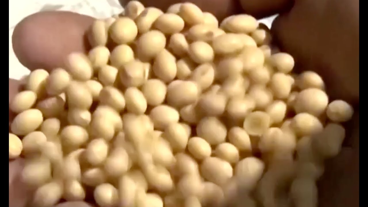 China to Buy 12 Million Metric Tons of US Soybeans, Transfer TikTok ...