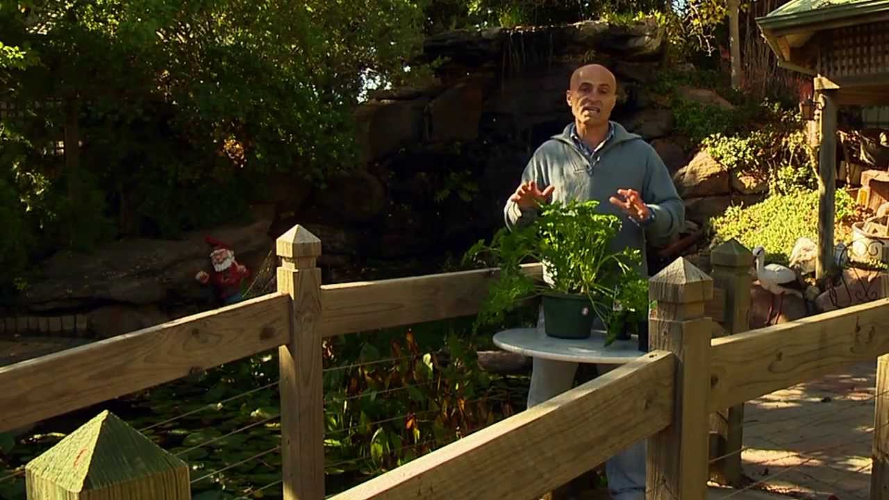 Herb Of The Week - Parsley