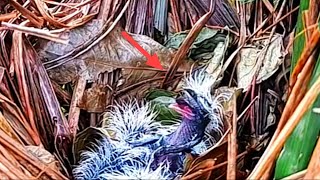 Download Lagu LIHAT APA YANG TERJADI PADA BAYI BURUNG INI MP3