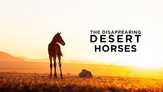 The Disappearing Desert Horses Of Namibia