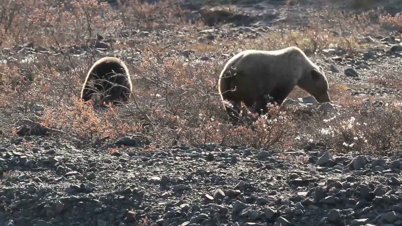 Grizzlies Foraging in Denali NP
