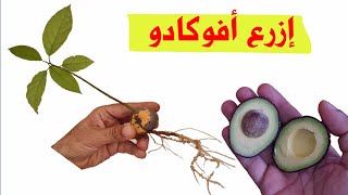 كيف يتم زراعة الافوكادو من البذرة في المنزل، سر نجاح الزراعة