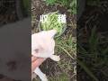 秋ちゃんネコ#きぬさや#収穫#26,6,6