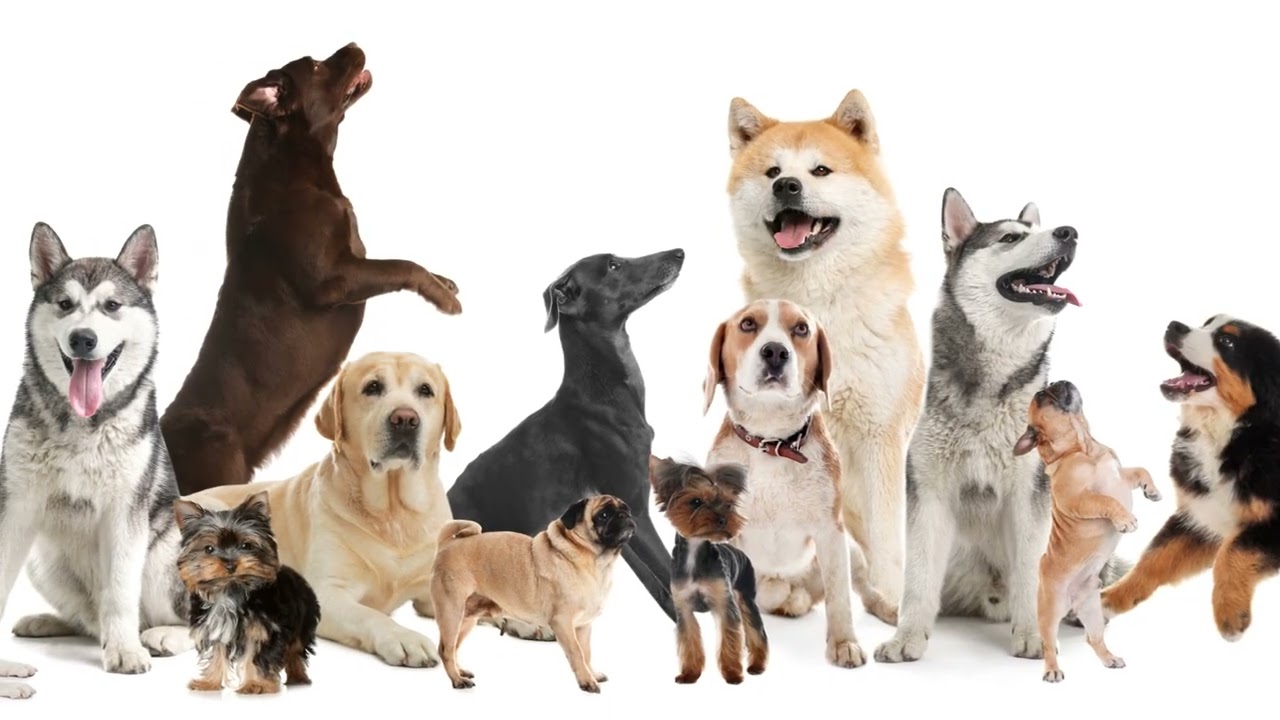 The Pawsome History of Dogs