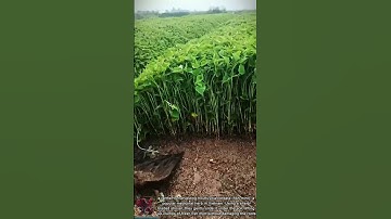 Harvesting Fish Mint || How to Root Fast