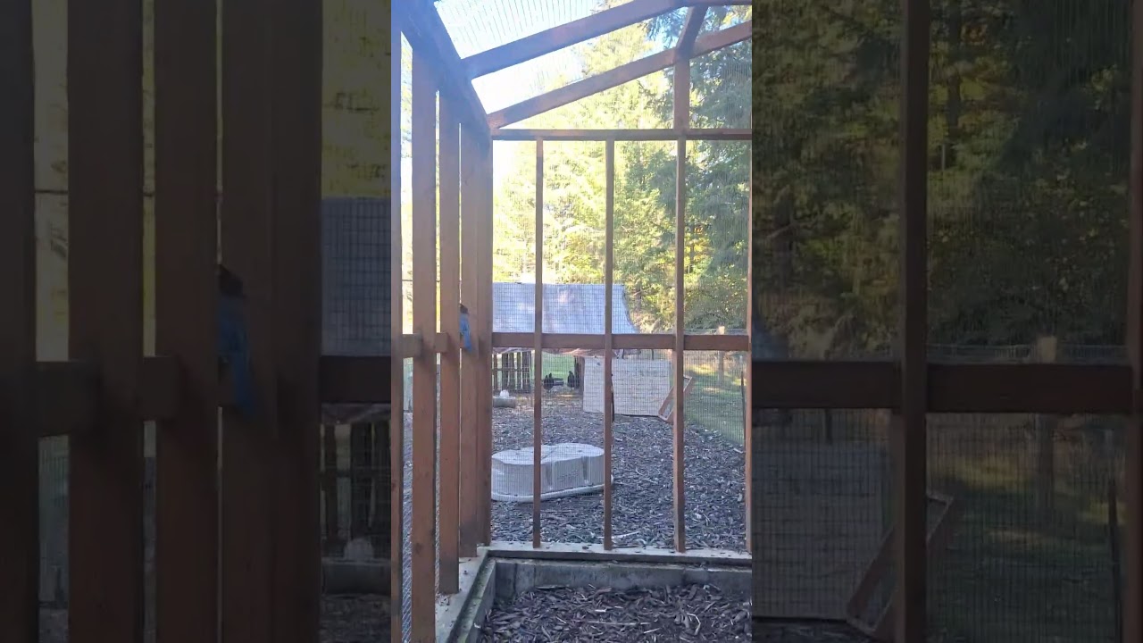 Rescuing the Stellar Jay from the Barn Cat