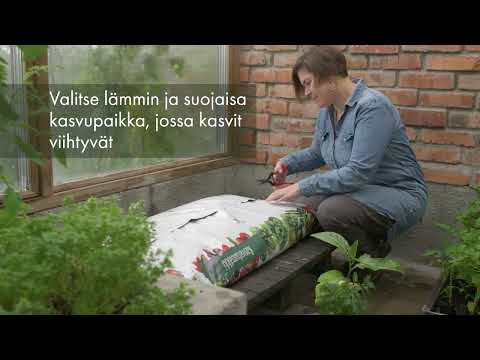 Video: Opi kasvattamaan punajuuria puutarhassa
