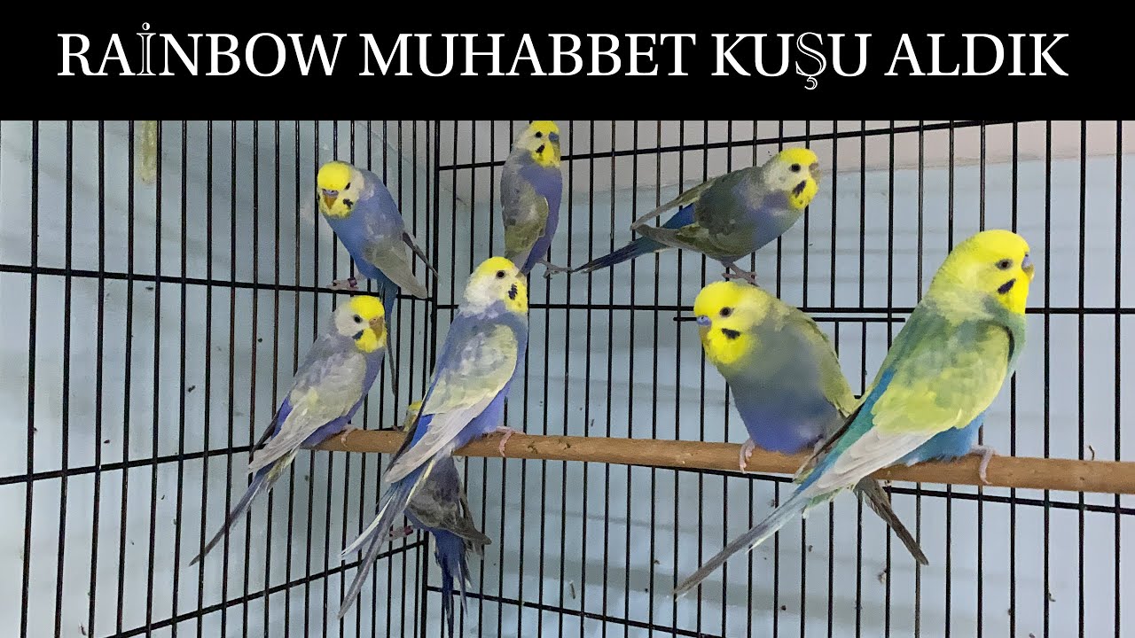 RAİNBOW MUHABBET KUŞLARI ALDIK